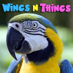 PetLifeRadio.com - Wings 'n Things - Episode 49 Baby Birds