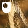 Investigating spiders: life on a thread - for iPad/Mac/PC artwork
