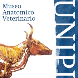 Museo Veterinaria 01