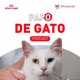 Episódio especial: Quem cuida da saúde do meu gato?