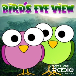 Bird's Eye View - Episode 11 It's the Most Dangerous Time of the Year... for Birds