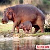 Mothers influence on her young hippo artwork