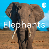 Elephants - Noam Goldgraber