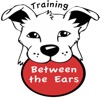 Training Between The Ears Dog Training Podcast artwork