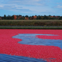 Cranberry Country Radio podcast