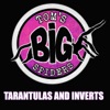 Tom's Big Spiders - Tarantulas and Inverts artwork