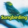 Songbirding: A Birding-by-ear Podcast artwork