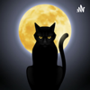 THE BLACK CAT - Camilo