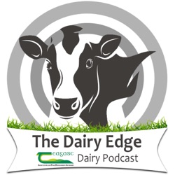 DairyBeef 500 farmer, David Gannon, on his breeding plan for 2024