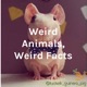 Weird Animals, Weird Facts: The Skinny Pig