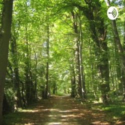 Pérdida de bosques 