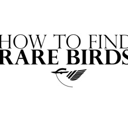 How to find rare birds - Kenny Hessel (NL & EN)