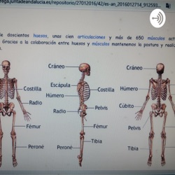 Enfermedades de los huesos