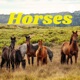 Horses 