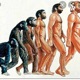 Evolución Del Hombre 