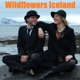 Wildflowers Iceland