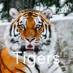 All about everything:Tigers