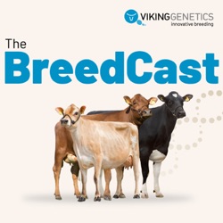 The BreedCast - innovative dairy breeding in your ears