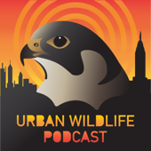 Urban Wildlife Podcast - Urban Wildlife Podcast