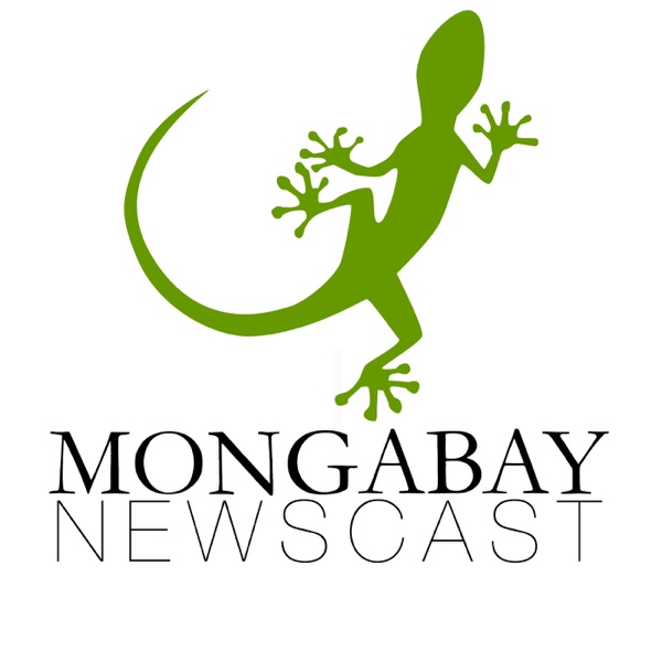 Mongabay Newscast