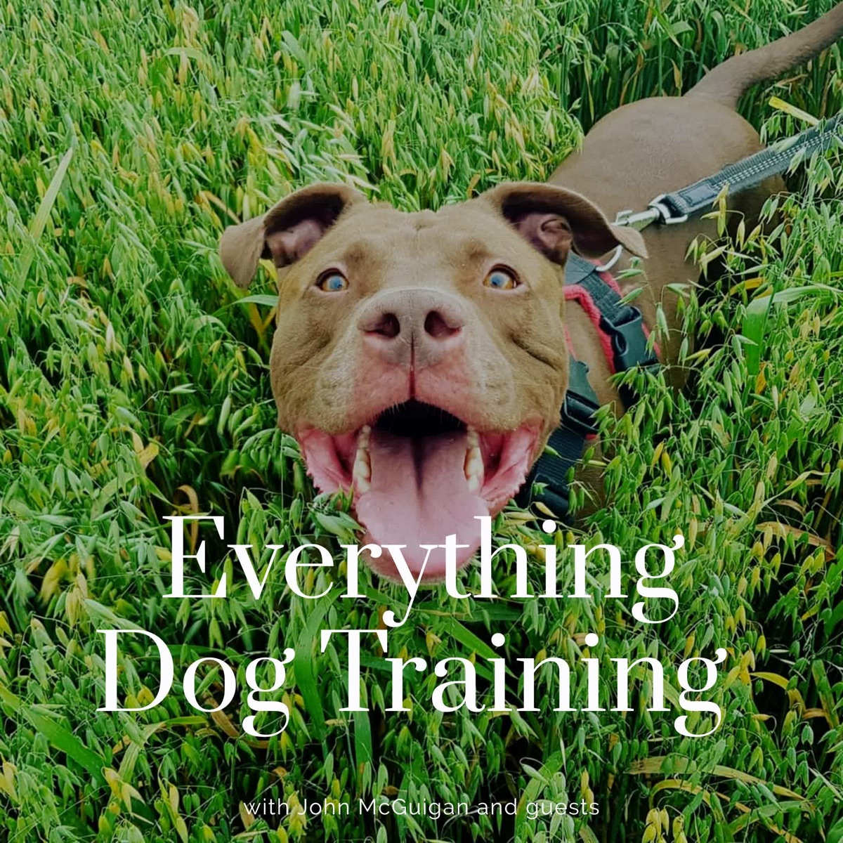 Everything Dog Training!