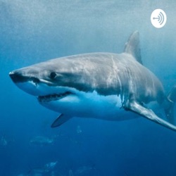 Shark podcast