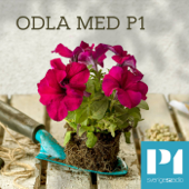 Odla med P1 - Sveriges Radio