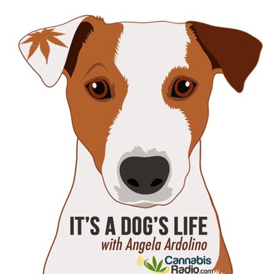 It's A Dog's Life With Angela Ardolino It's A Dog's Life With Angela Ardolino