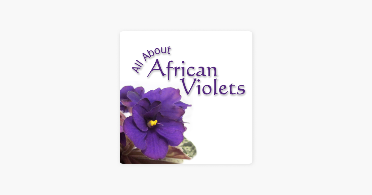 All About African Violets On Apple Podcasts