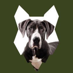 When Should My GREAT DANE Be HOUSE TRAINED