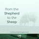 From the Shepherd to the Sheep - #1560 - CBC