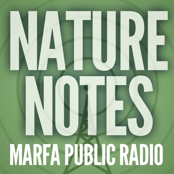 Nature Notes from Marfa Public Radio Artwork