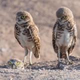 An Unlikely Burrowing Owl Boomtown