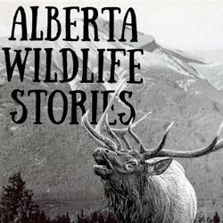 Alberta Wildlife Stories 