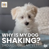 Why Is My Dog Shaking? Should I Call My Vet? | Dr. Nancy Reese