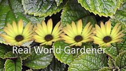 Choosing the Freshest Flowers on Real World Gardener