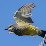 Kingbirds Steal from Wasps