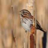Learning to Listen - Patterns in Songs of the Song Sparrow