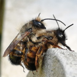 Pszczoły samotne