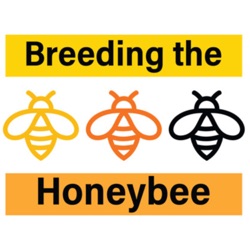 Breeding the Honeybee