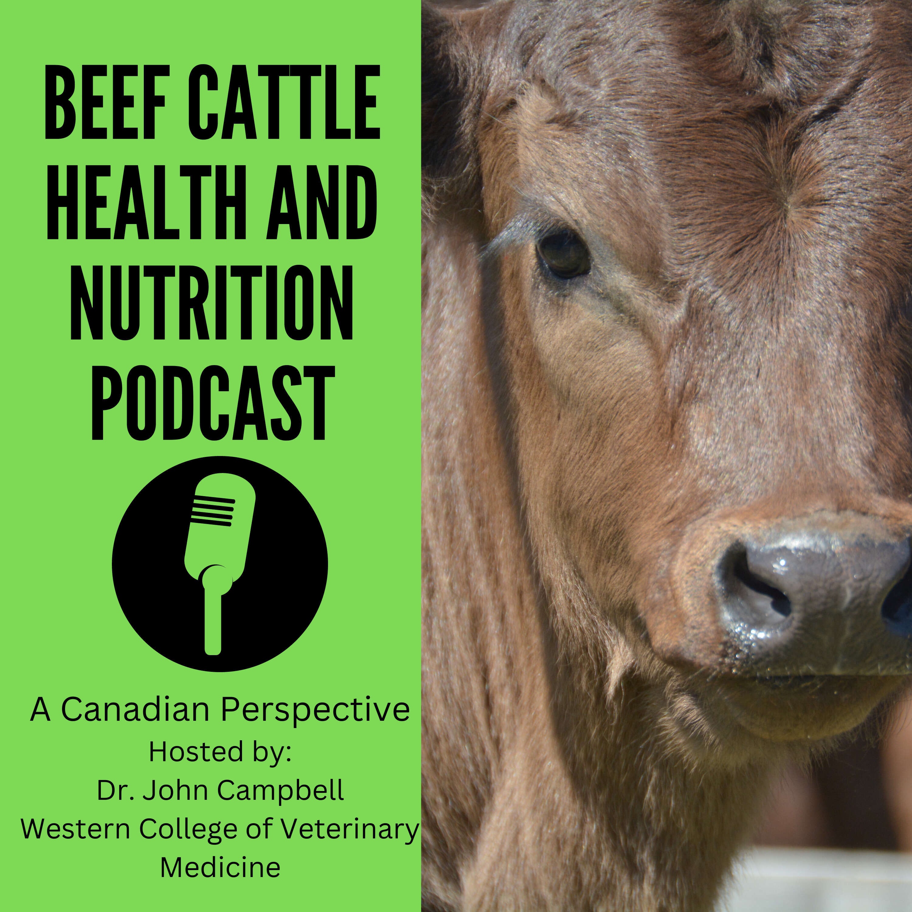 sudden-death-in-cattle-with-dr-chris-clark-the-beef-cattle-health