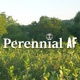 Perennial AF