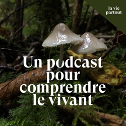 Le vivant en hiver - La saison 3 du podcast La vie partout