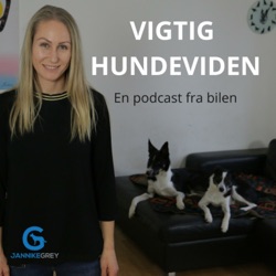 Afleder du din hund med en godbid?