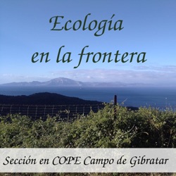 Drosophyllum lusitanicum, planta carnívora del Estrecho de Gibraltar | Ecología en La Frontera - 24/5/19