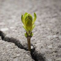 Colossians: Power to Endure with Joy podcast