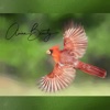 Avian Beauty artwork