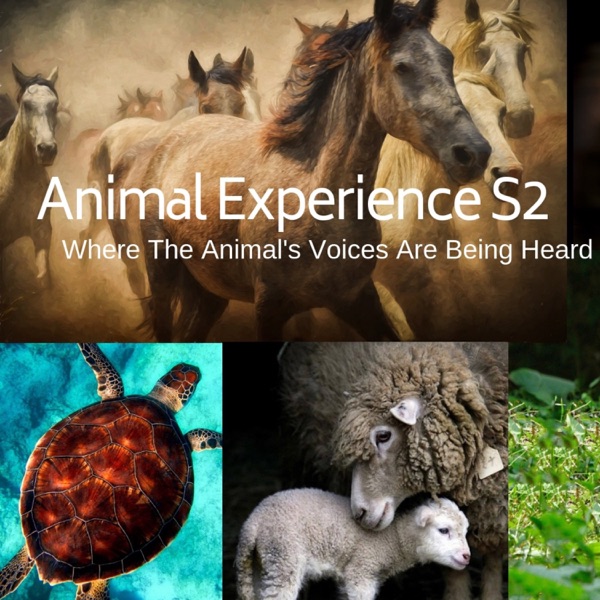The Animal Experience Artwork