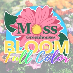 Bloom in Full Color
