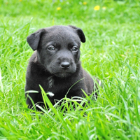 DogSpeak: Redefining Dog Training podcast